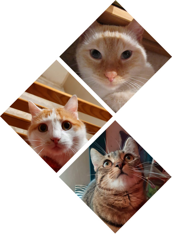 Images des chats d'Annabelle qui se prénomment Iggy, Poppy & Bidou