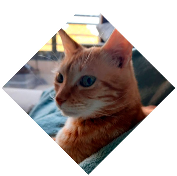 Images du chat de Chafika qui se prénomme Traffy